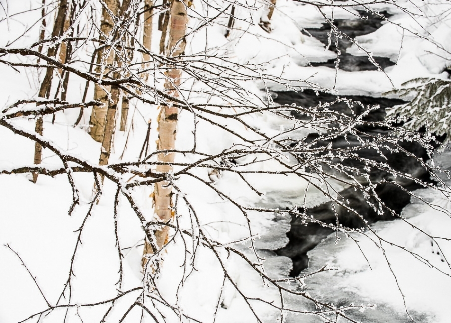 Birch trees and stream ​​​​​​​Kuusamo, Finland