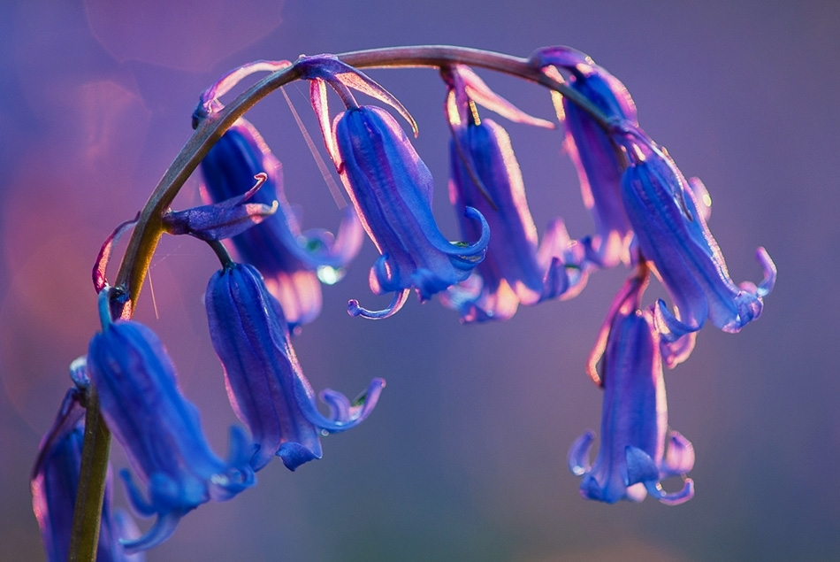 Bluebell