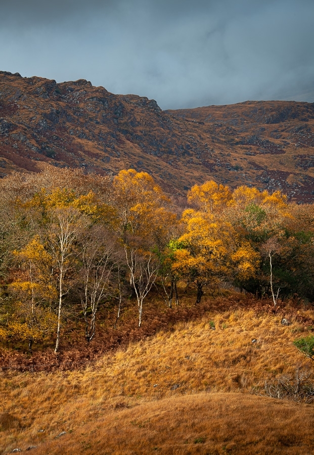 Autumn birches The Black Valley, Killarney