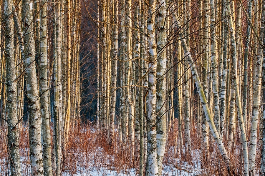 Birch tree plantation ​​​​​​​​​​​​​​Bialowieza, Poland