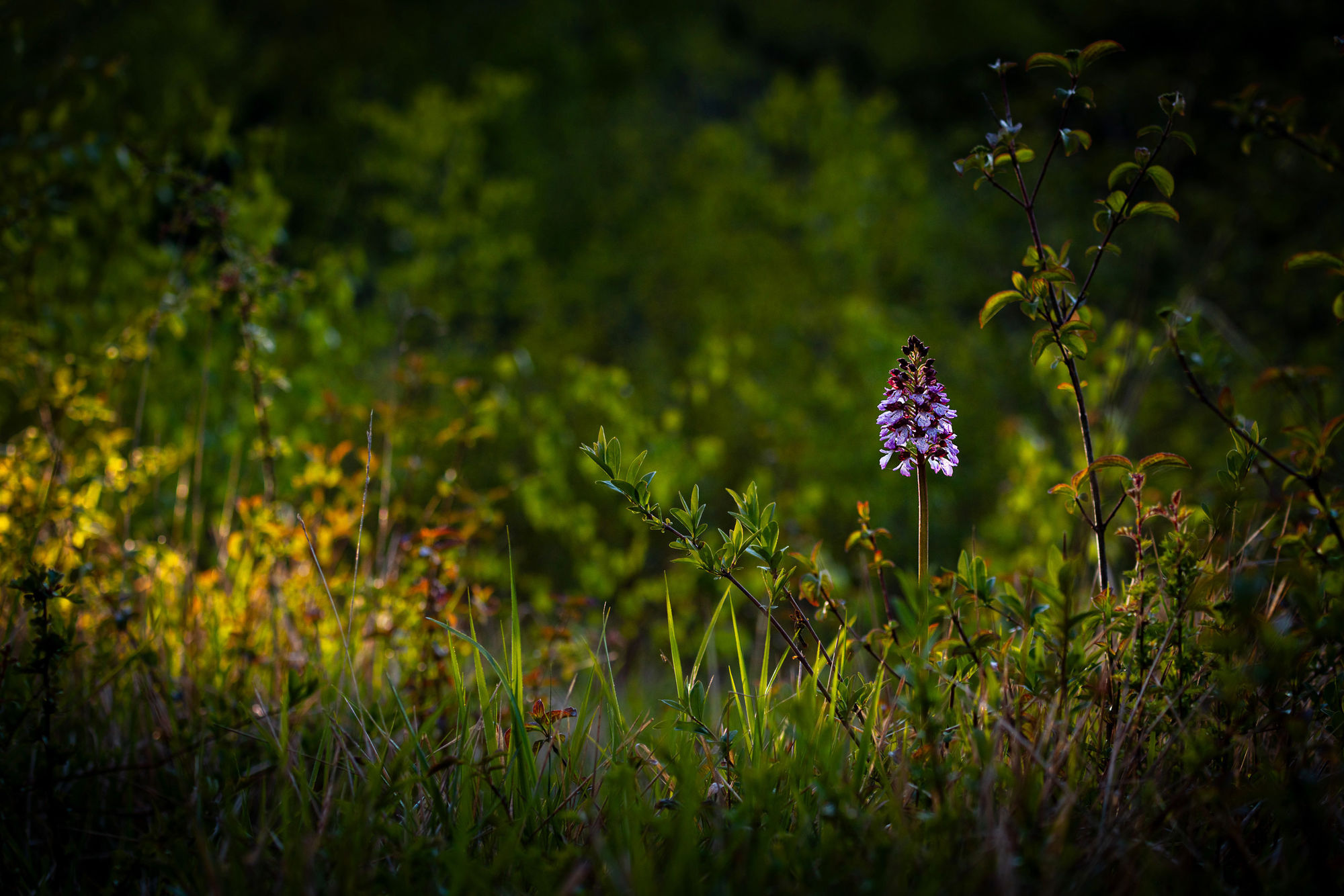 lady orchid
