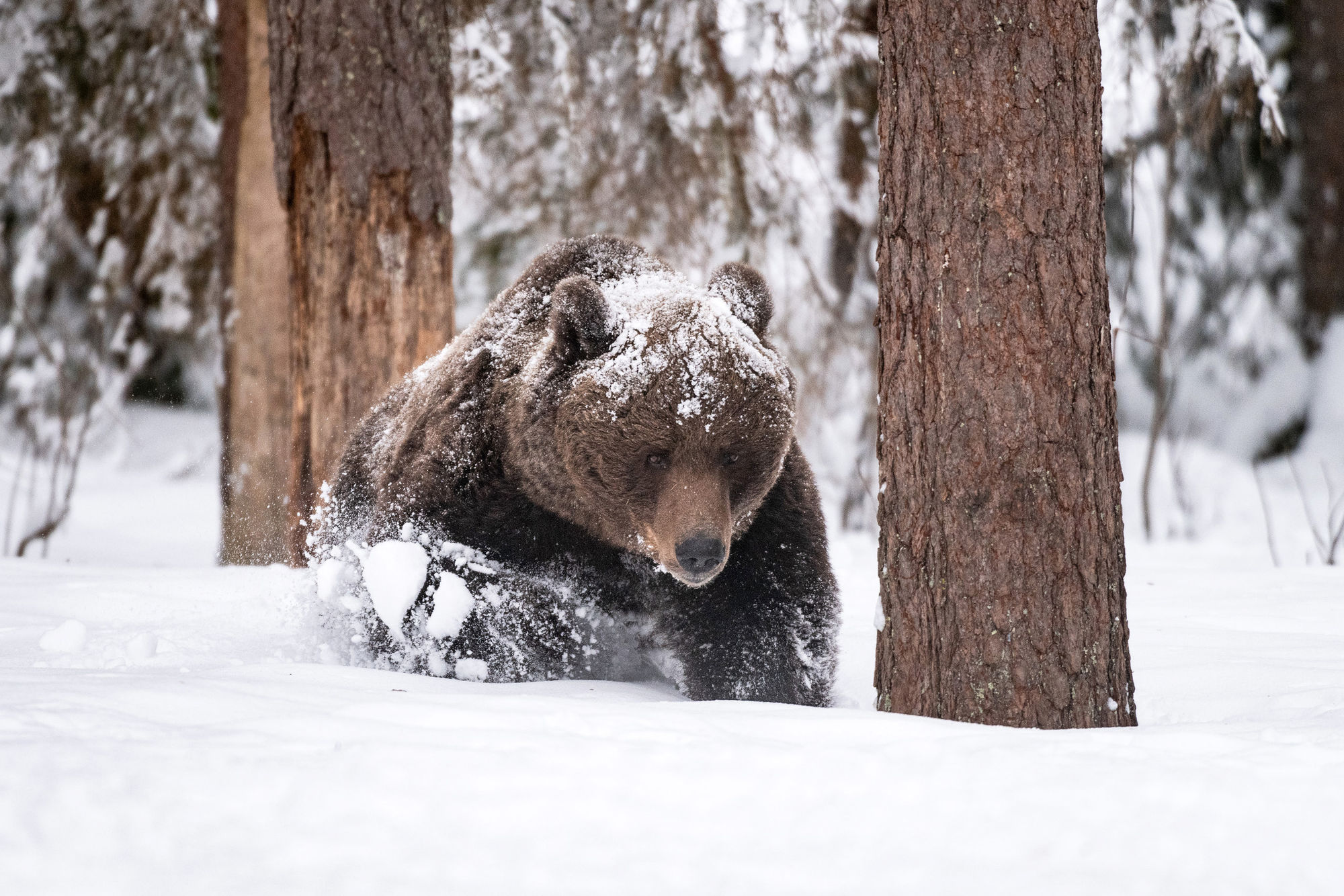 Bear walking through snow woodland