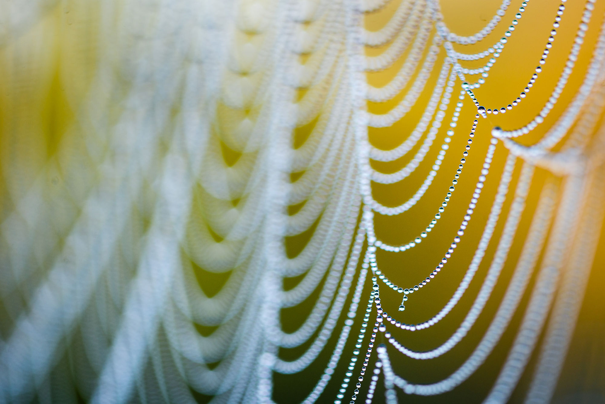 Dew web hothfield
