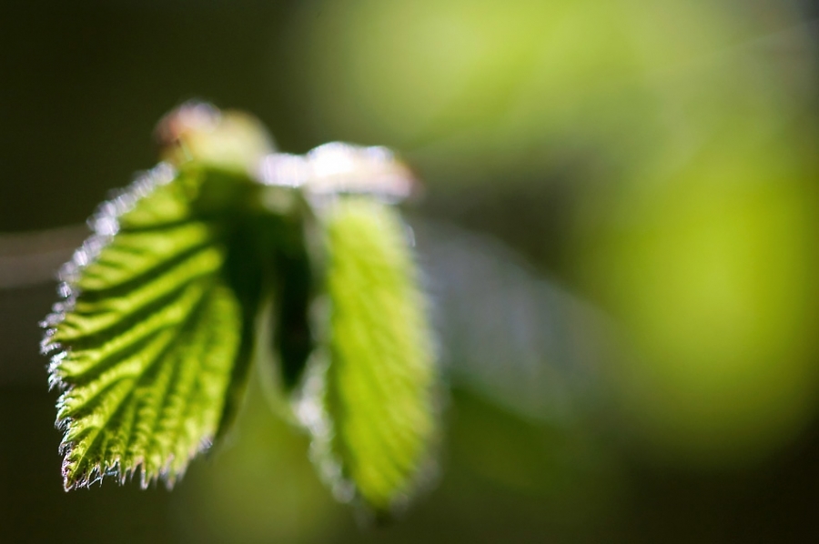Hazel leaf in spring ​​​​​​​Kent, England