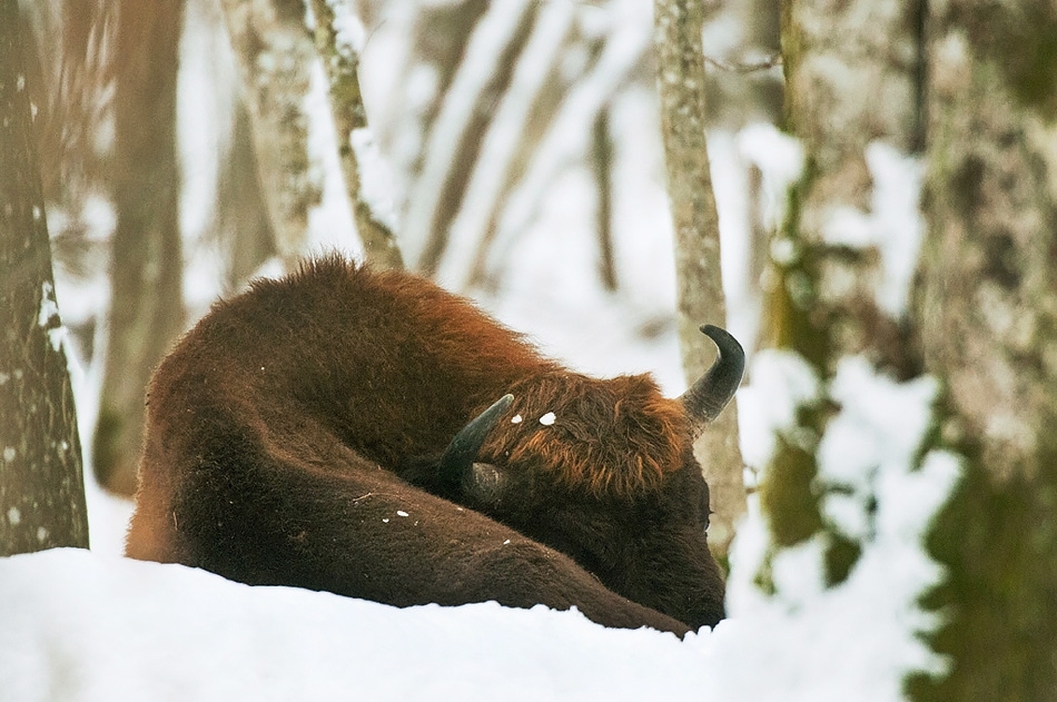 European bison sleeping ​​​​​​​​​​​​​​Bialowieza, Poland