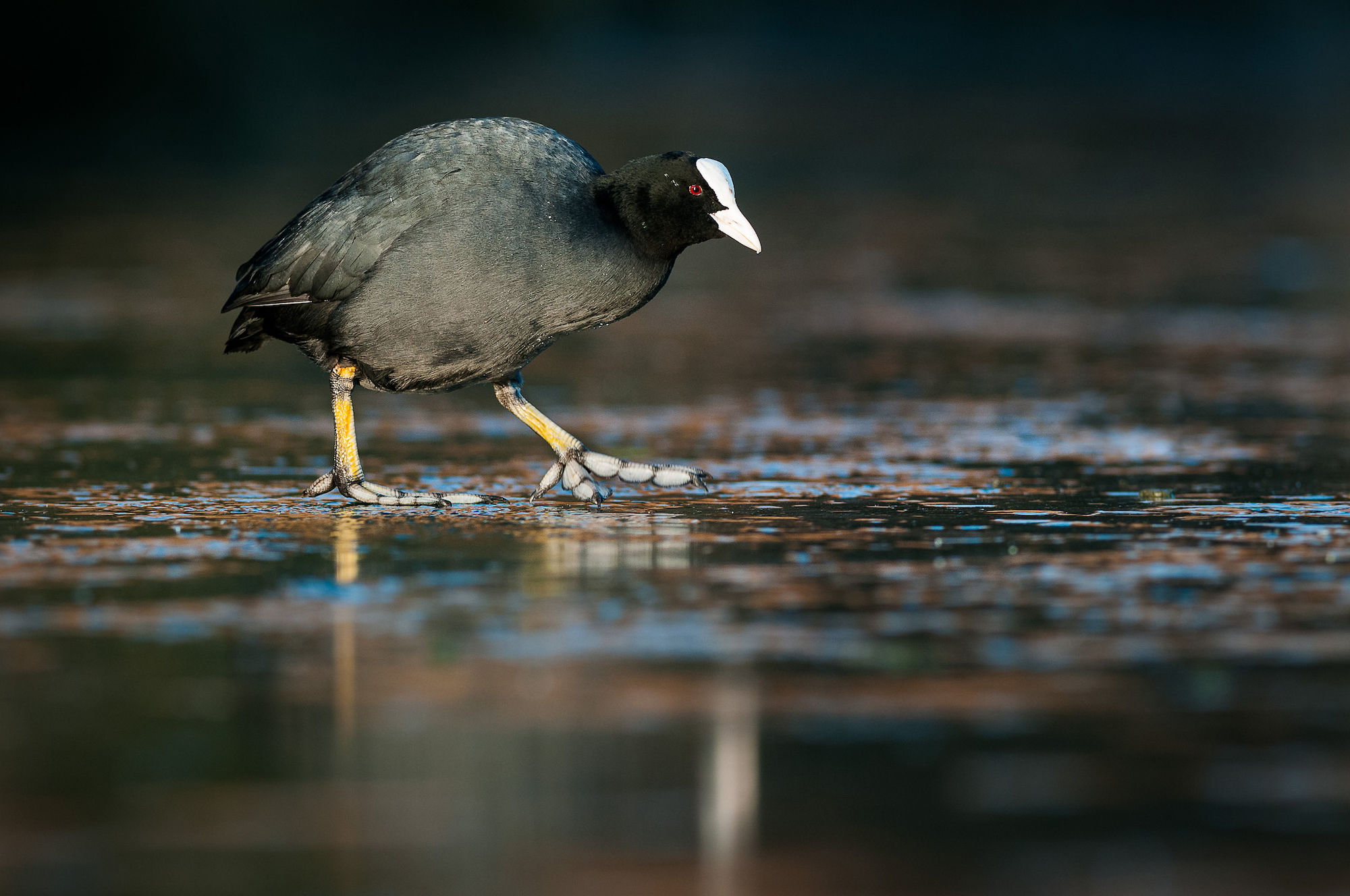 Coot ice