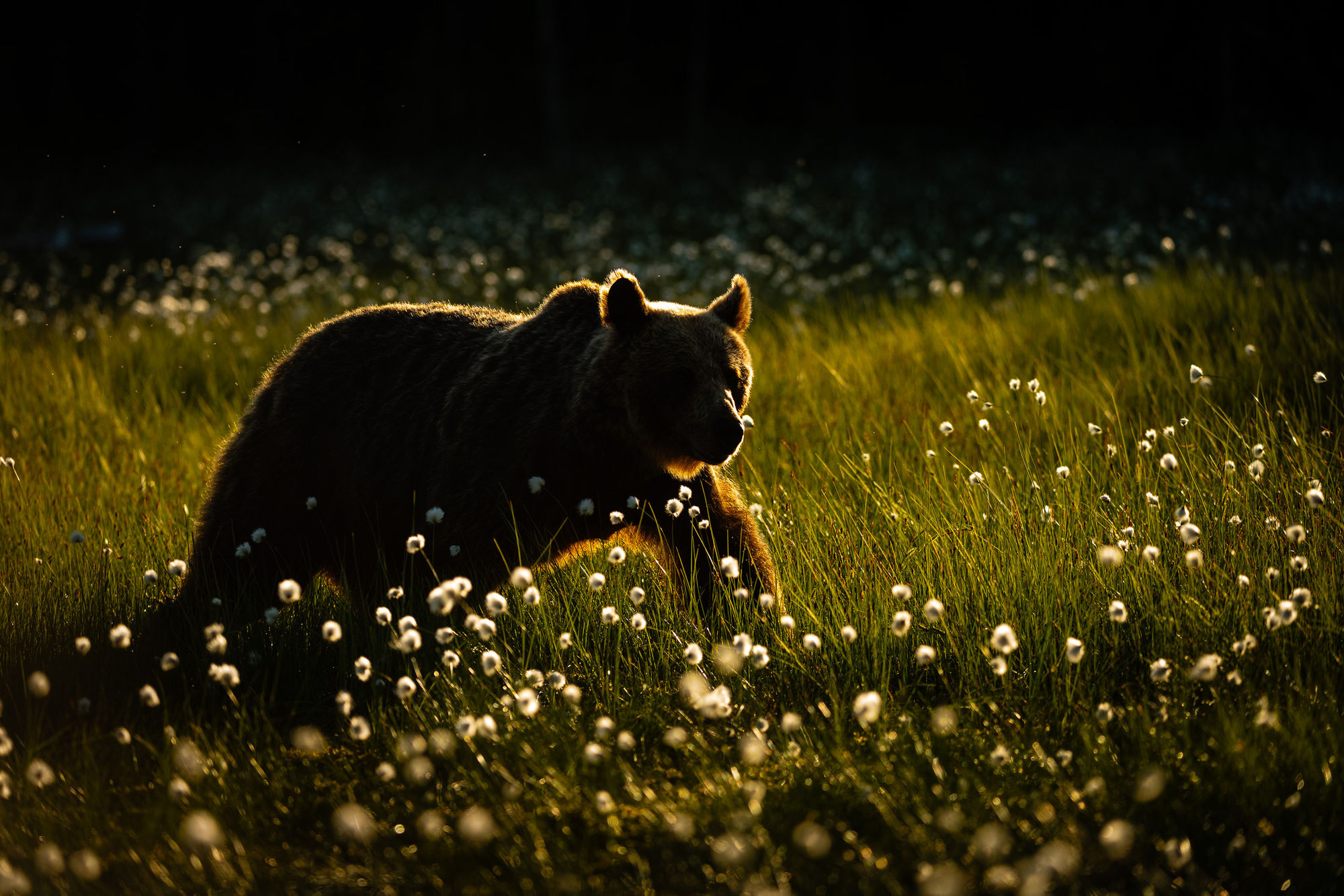 Bear close backlit low key