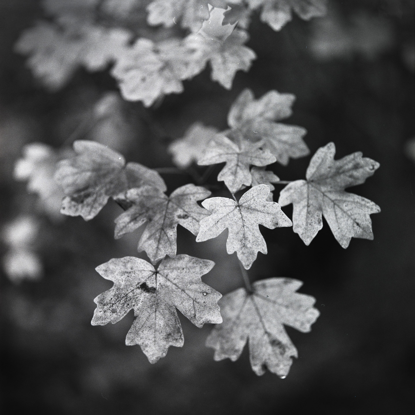 Maple on tree
