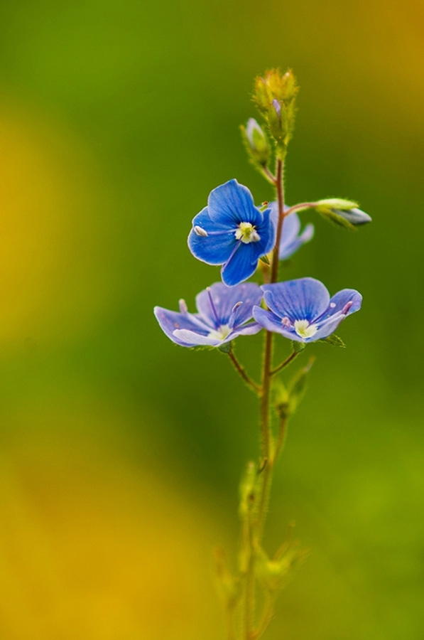Germander speedwell