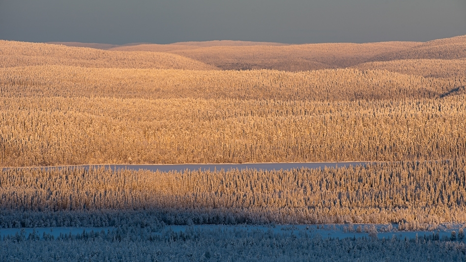 Forest of Russia seen from Kuusamo ​​​​​​​Kuusamo, Finland