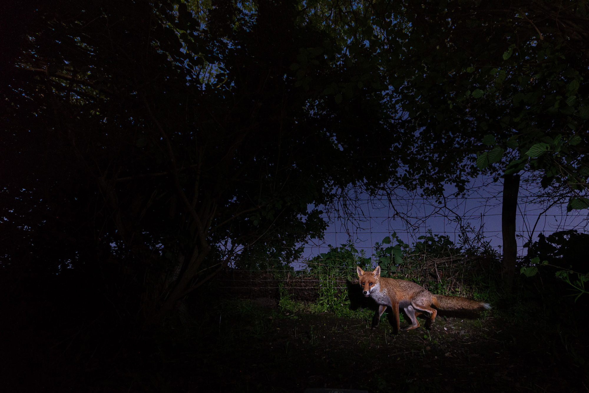 Camera Trapping