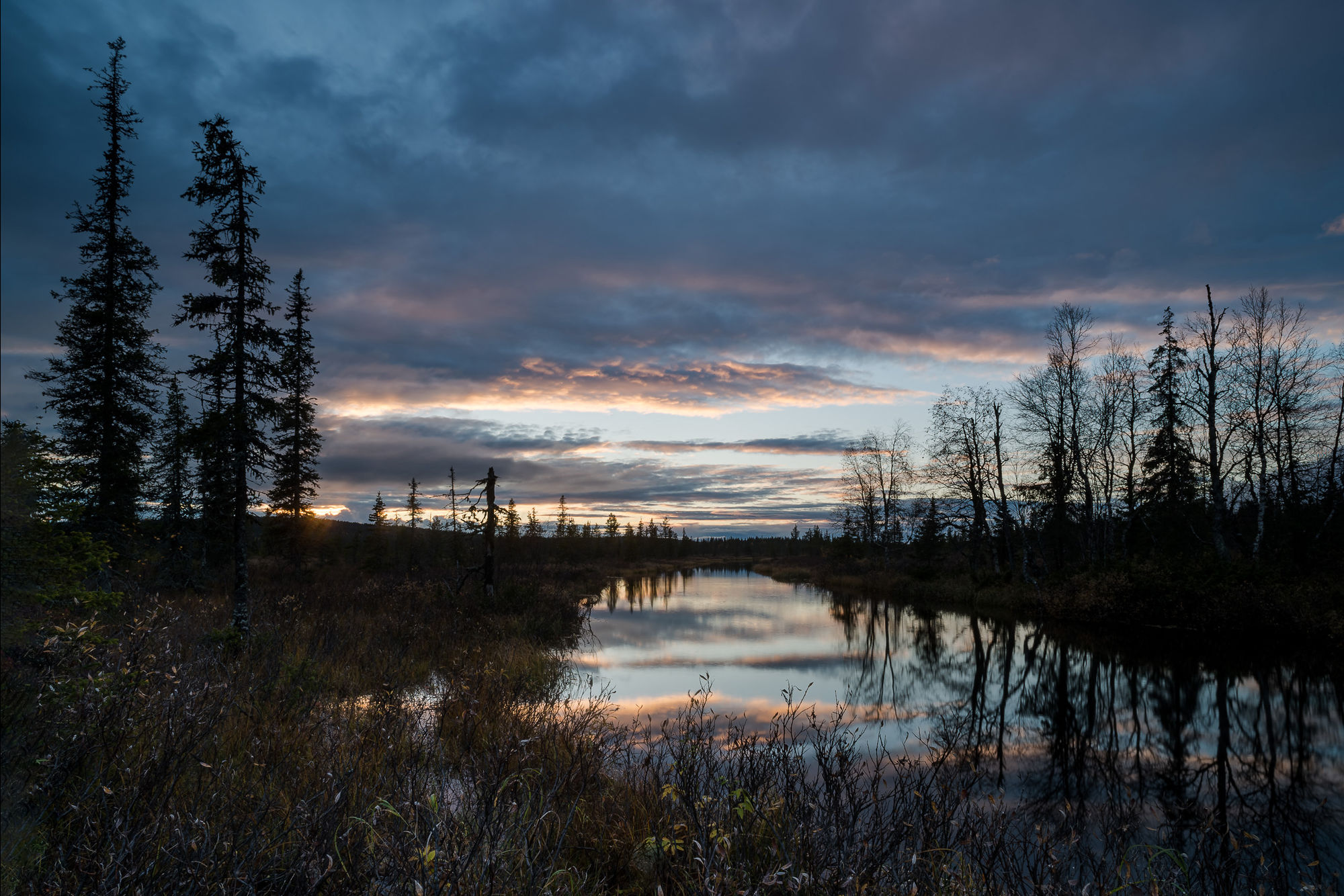 autumn dusk forest