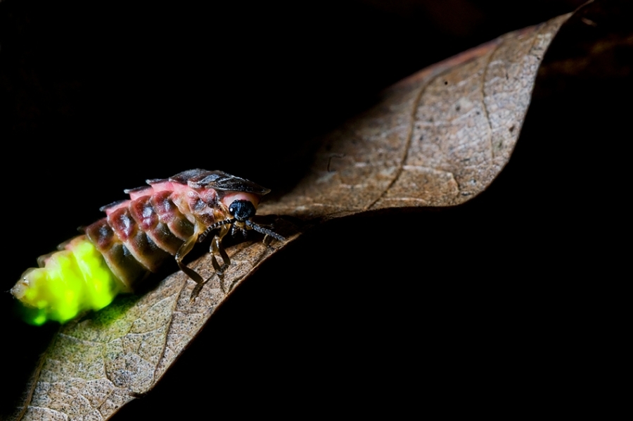Female glow worm, glowing