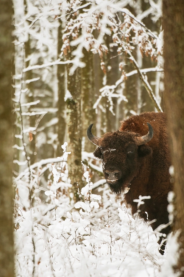 European bison ​​​​​​​​​​​​​​Bialowieza, Poland