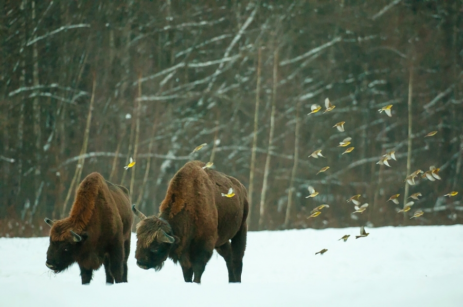 European bison and yellowhammer flock ​​​​​​​​​​​​​​Bialowieza, Poland