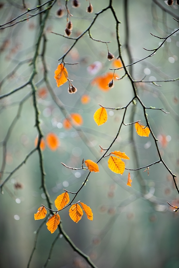 Autumn beech leaves at dawn ​​​​​​​Kent, England