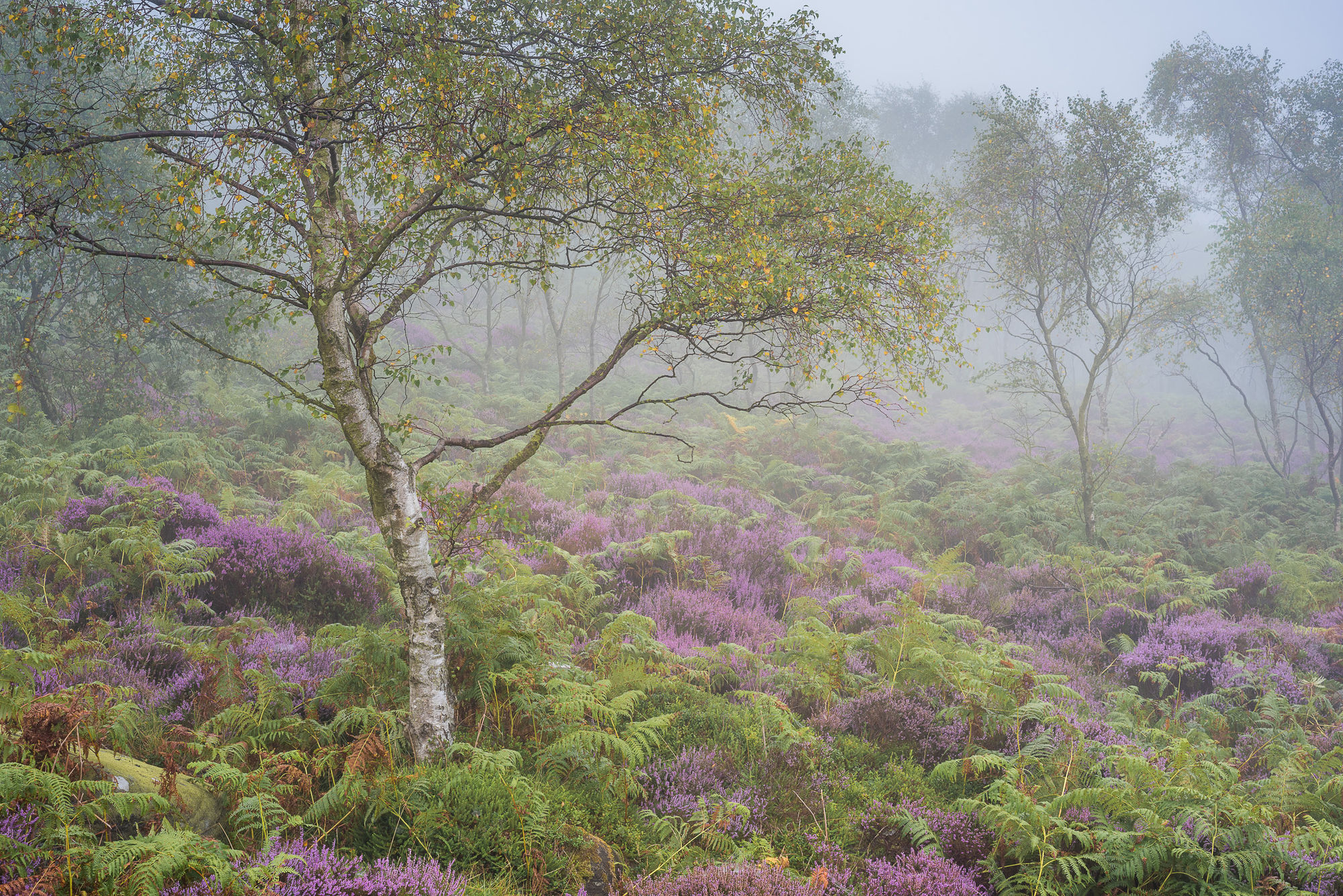 birch and heather