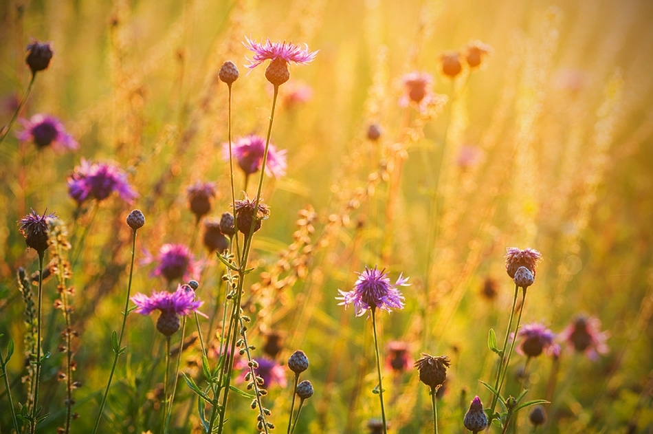 Greater knapweed meadow at sunrise