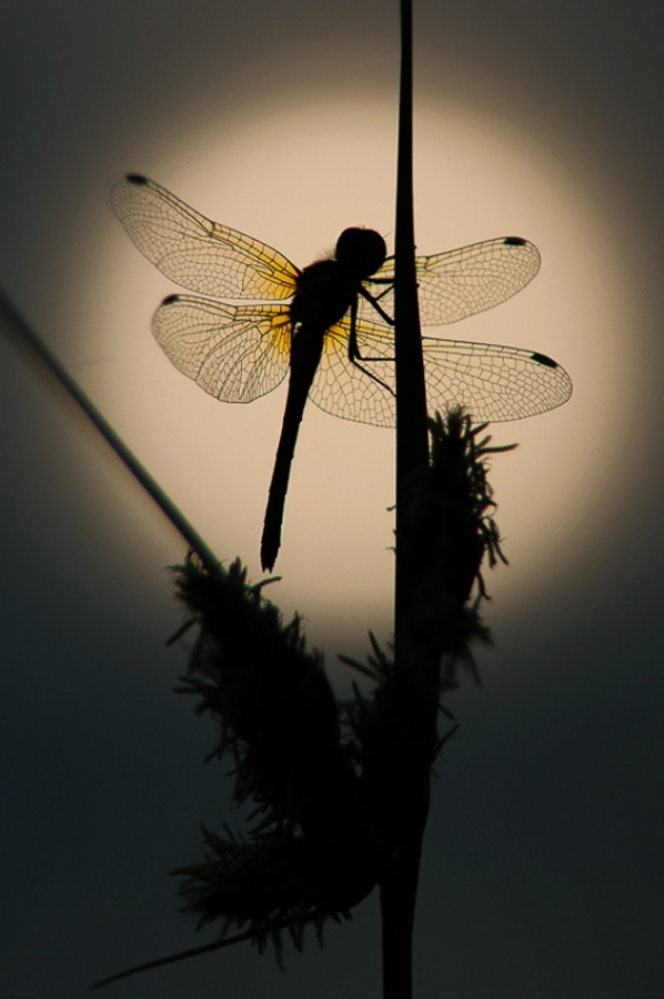 Common darter dragonfly at sunrise