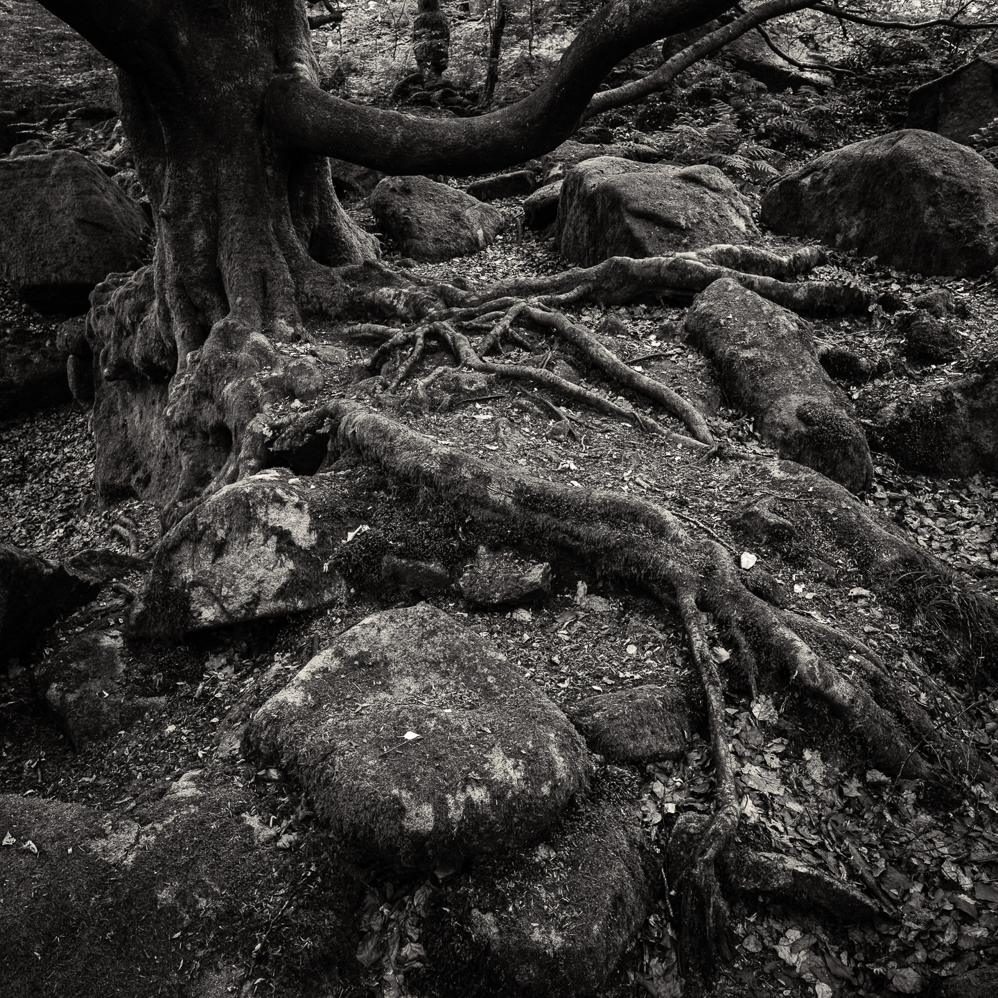 PD tree BW