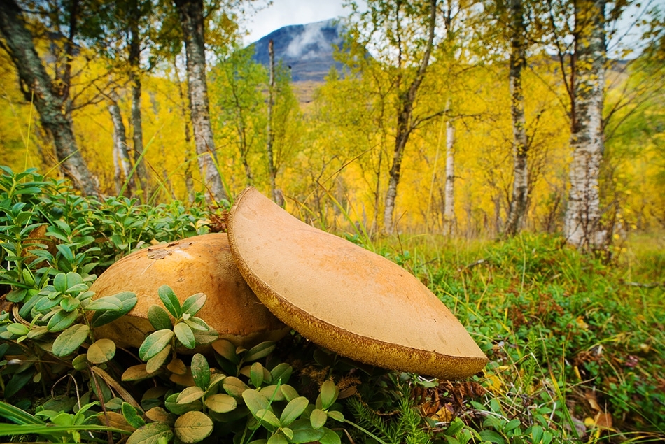 Birch bolete