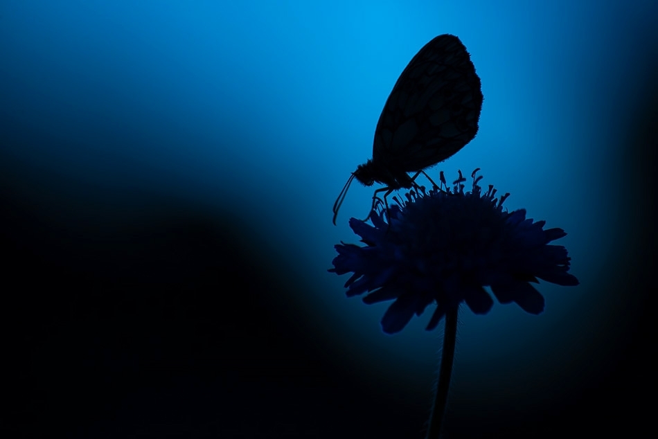 Marbled white butterfly #2