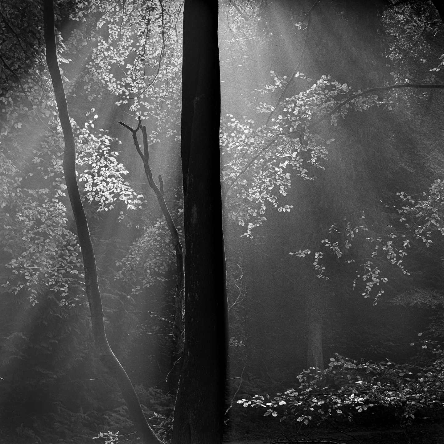 Mist favourite