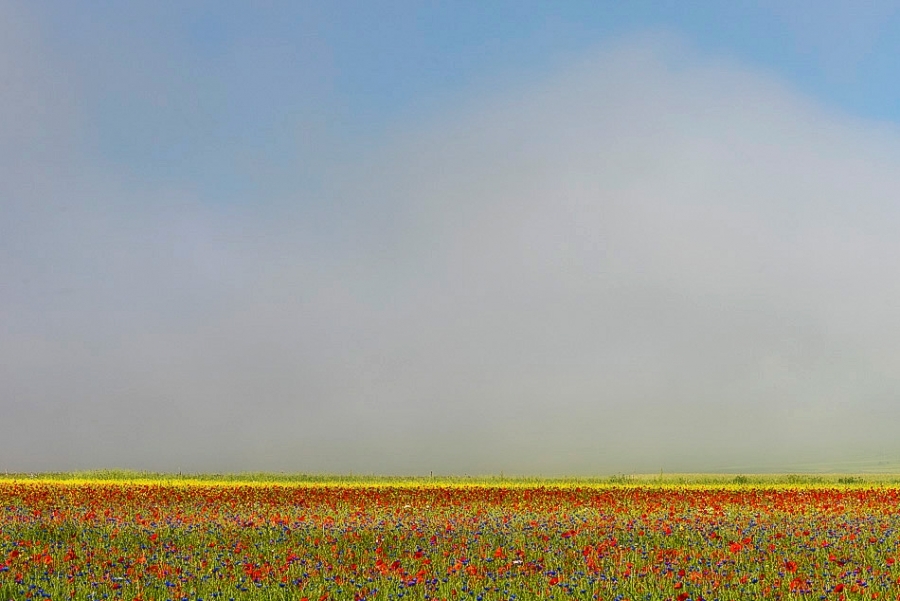 Morning mist, La Fioritura, Umbria #10