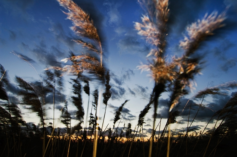 Reeds swaying at twilight