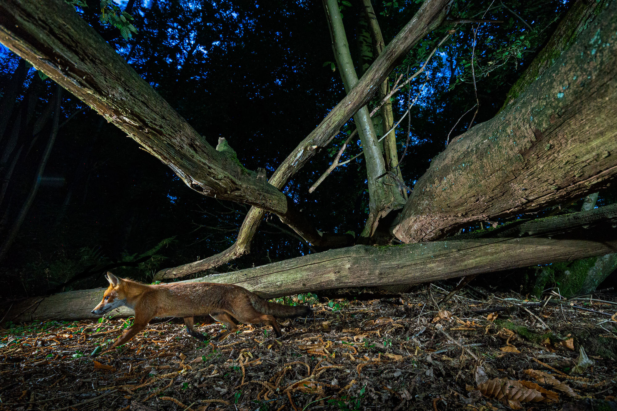 Camera Trapping
