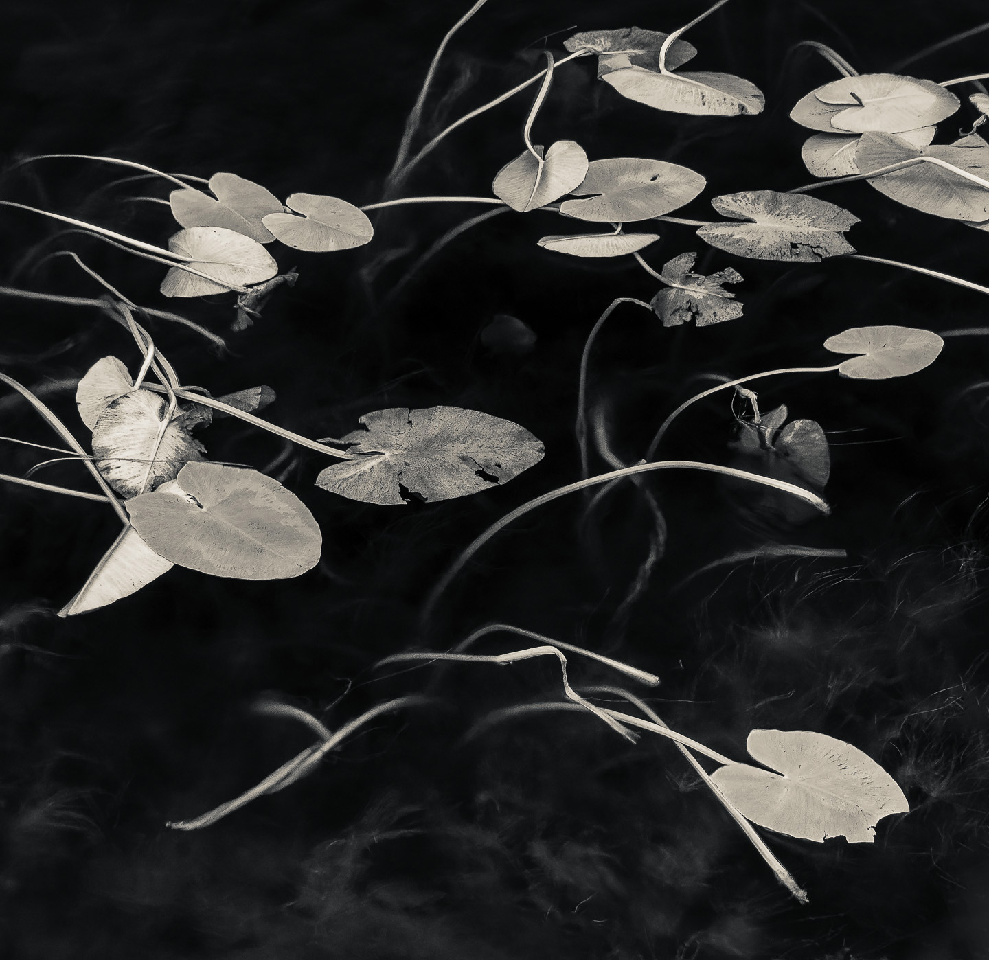 Snowdonia lilies