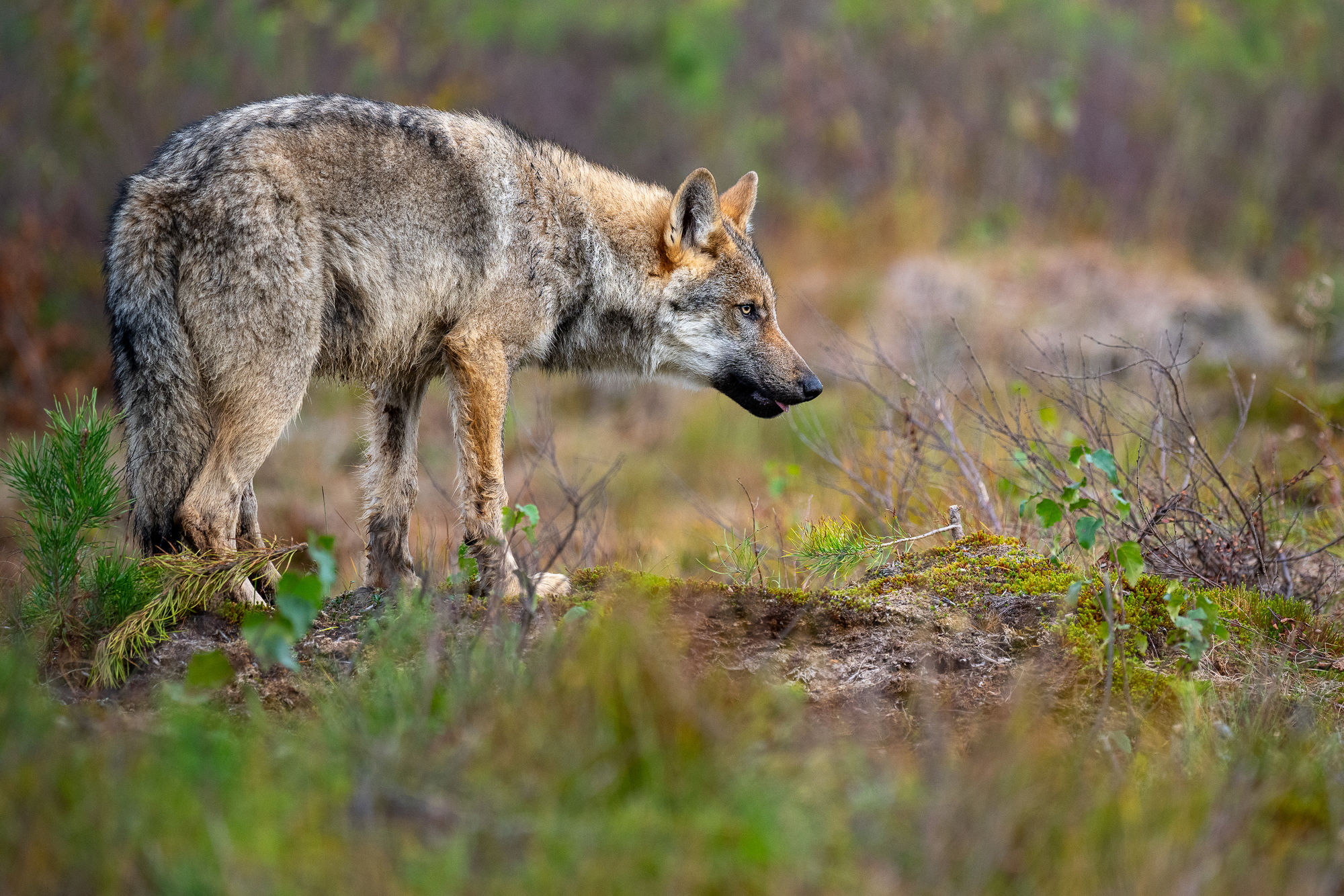 wolf