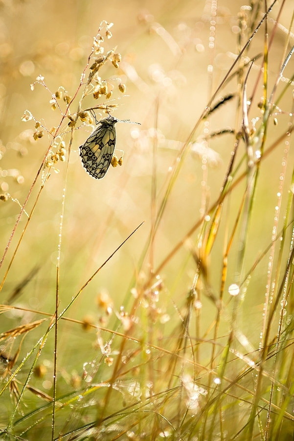Marbled white butterfly #1