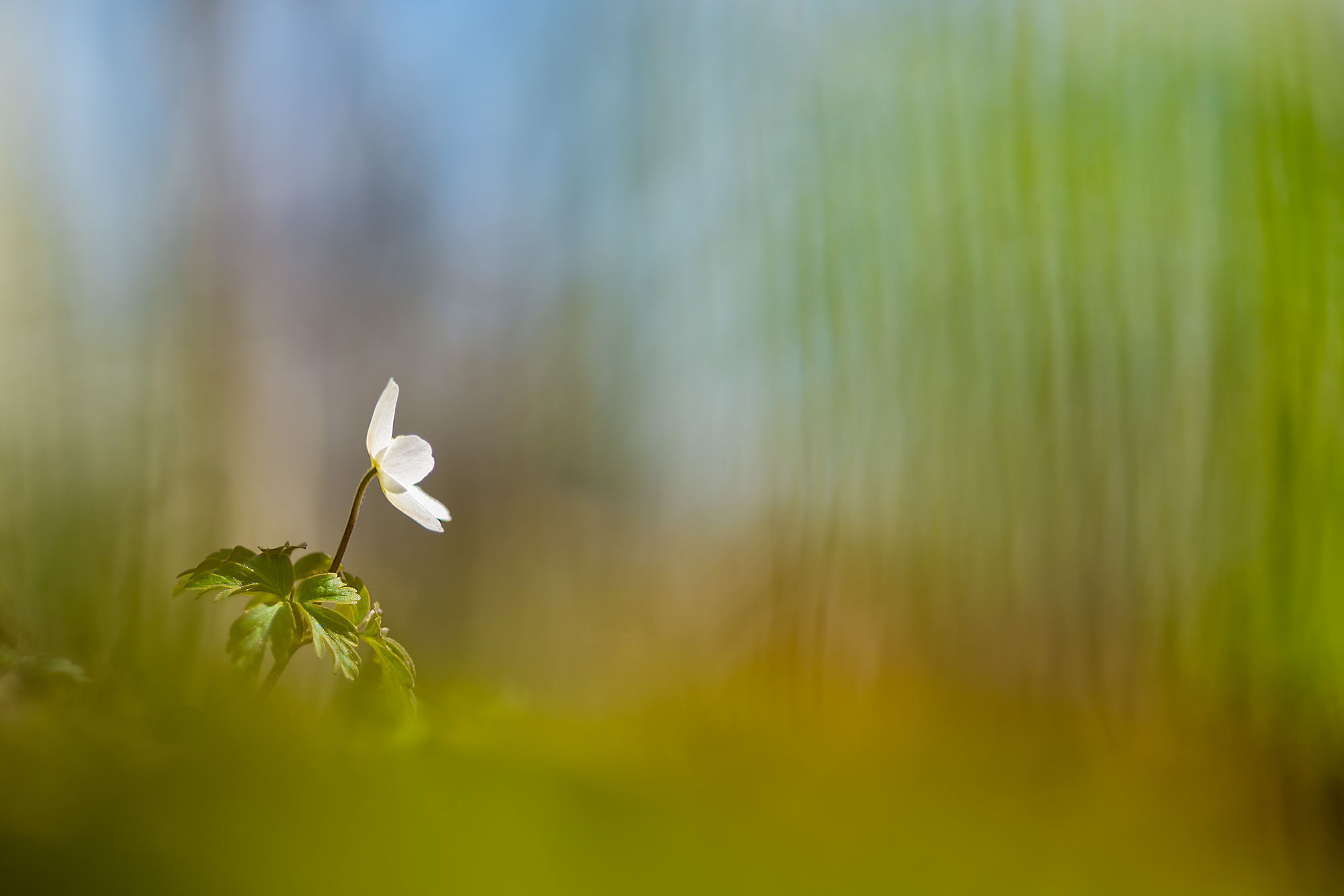 wood anemone negative space