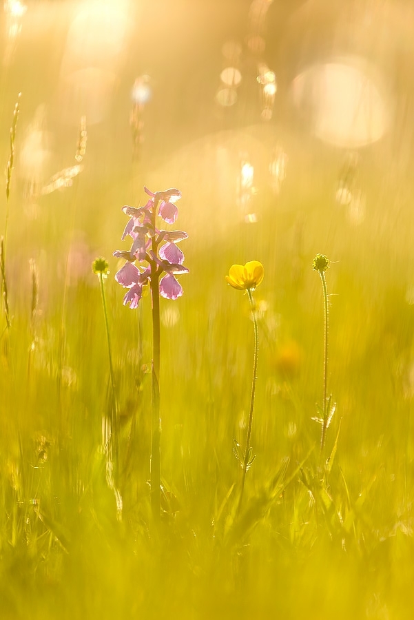 Green-winged orchid