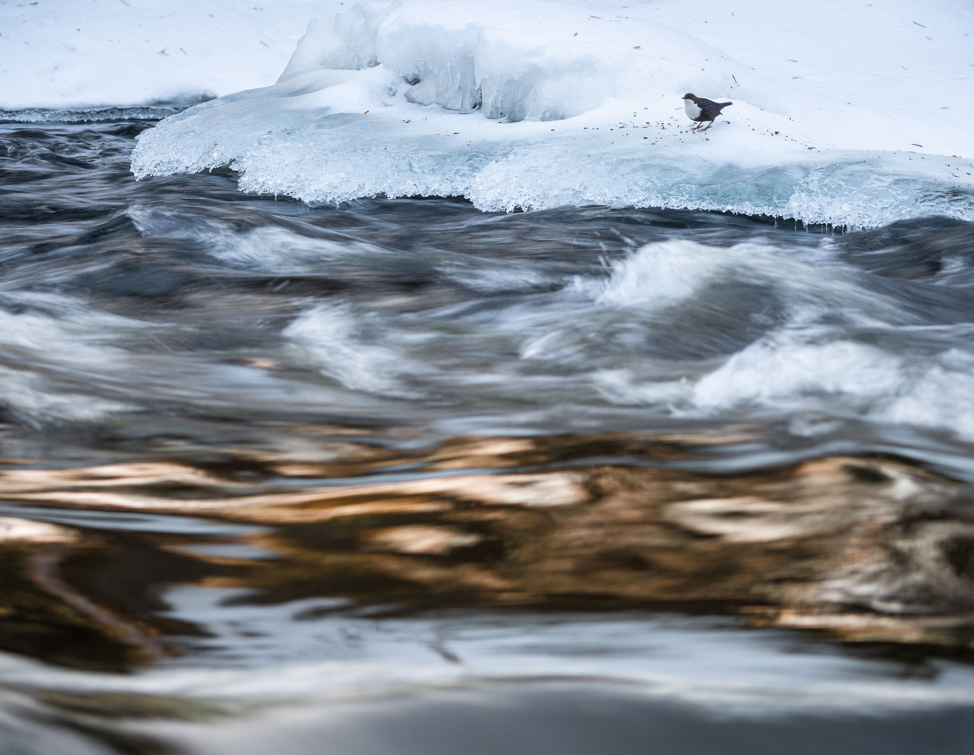 winter dipper colour water