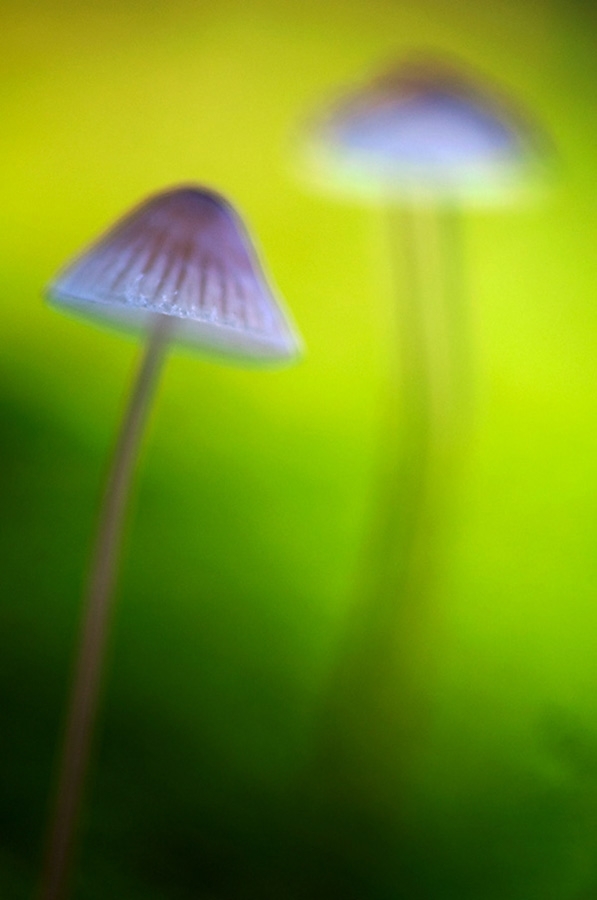 Mycena sp. mushroom