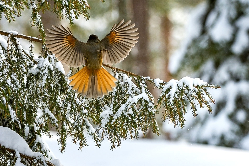 Siberian jay ​​​​​​​Kuusamo, Finland
