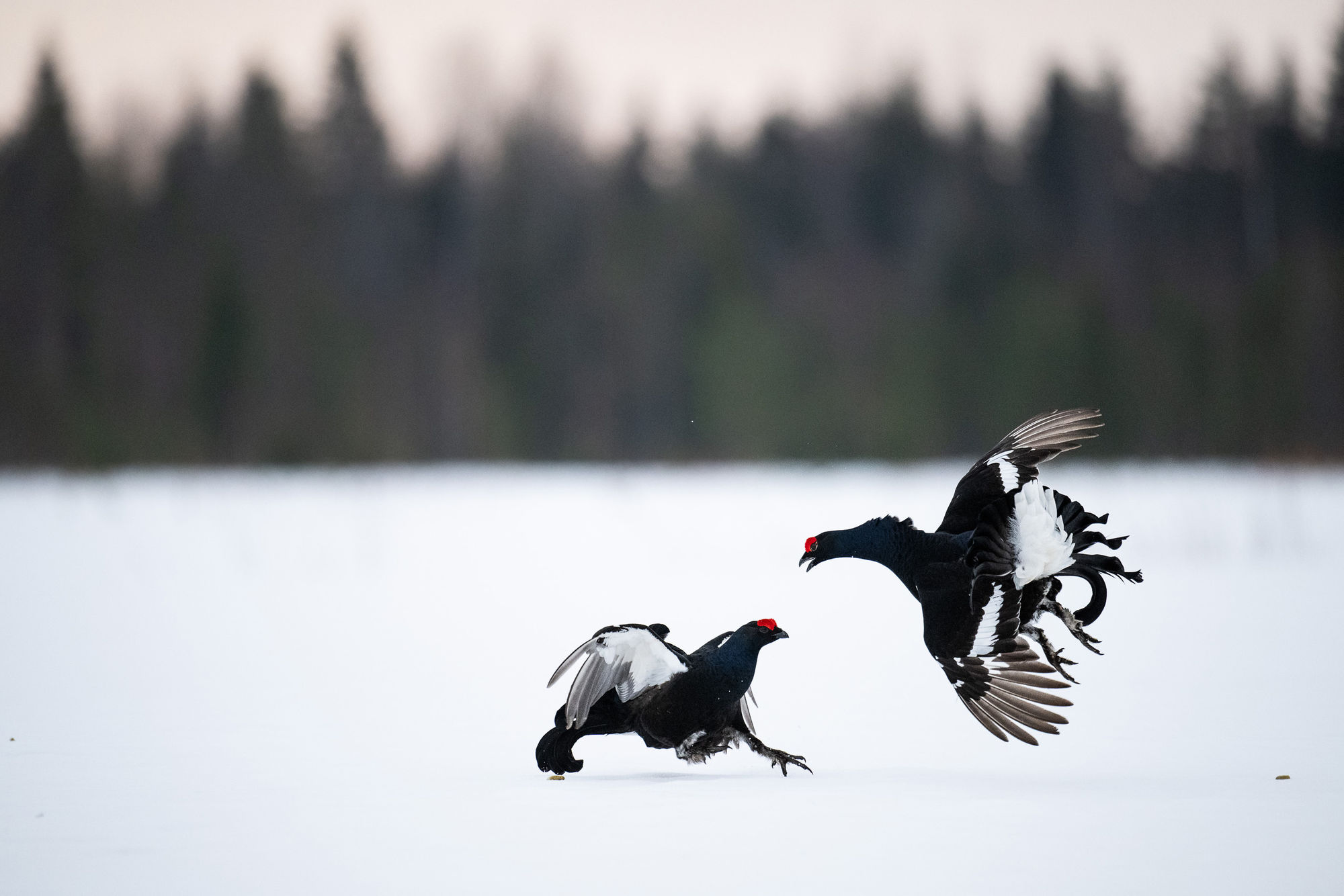 Grouse fighting wide