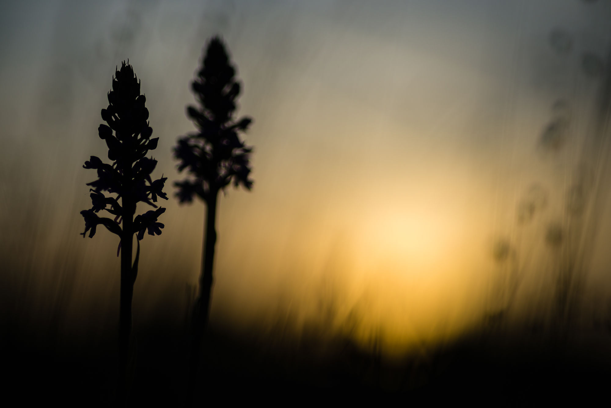 Fragrant orchid silhouette