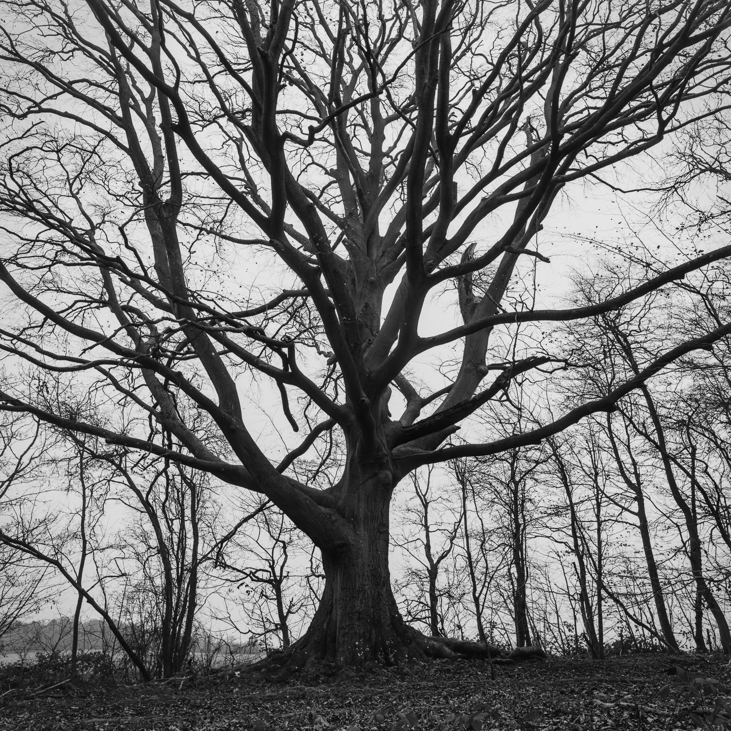 Beech