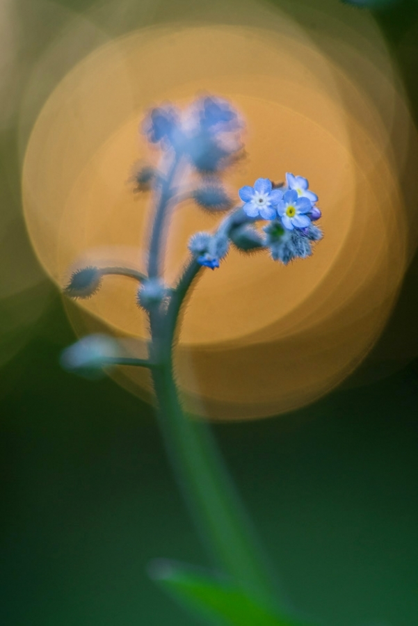 Wood forget-me-not