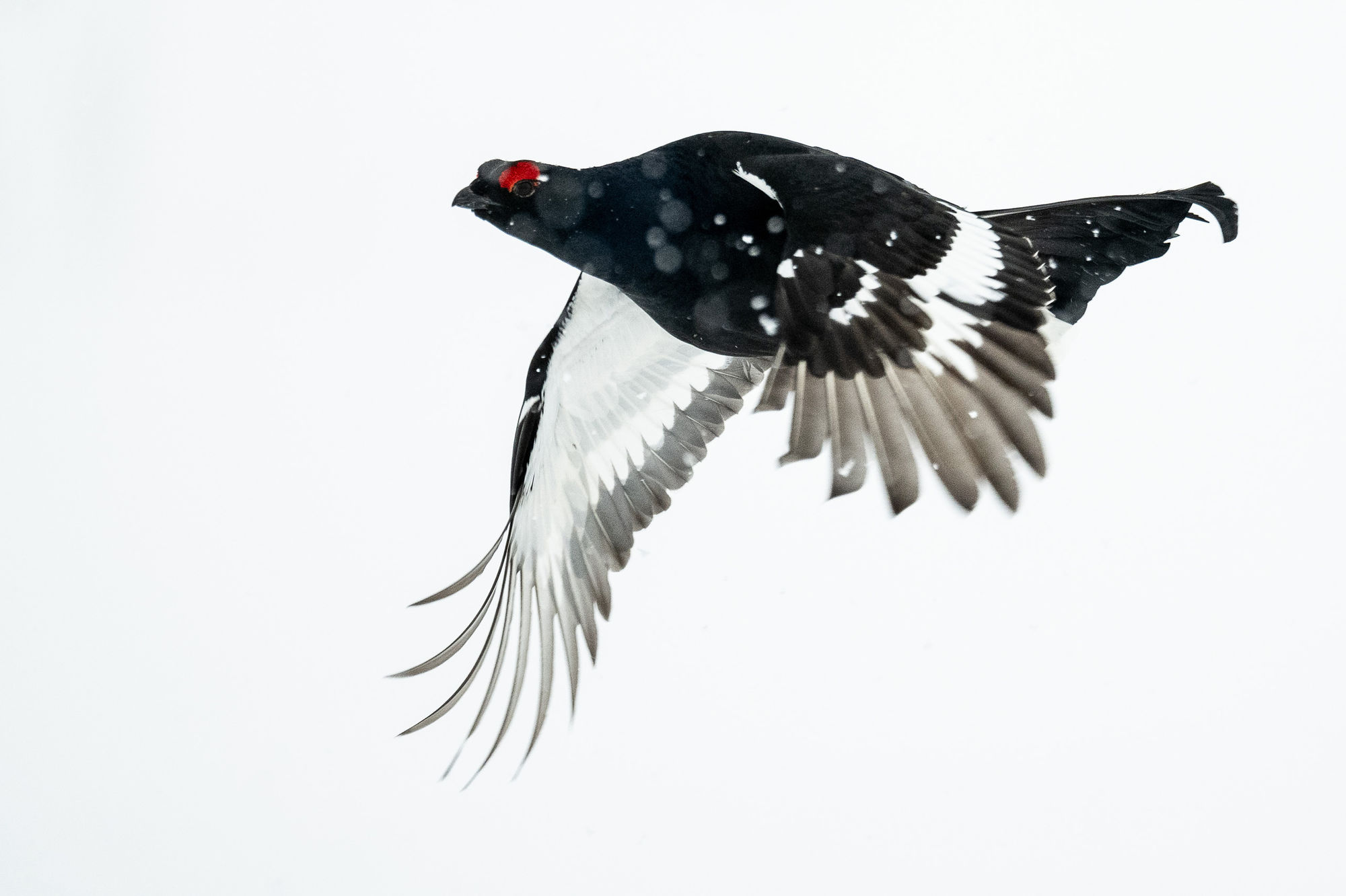 Grouse flying