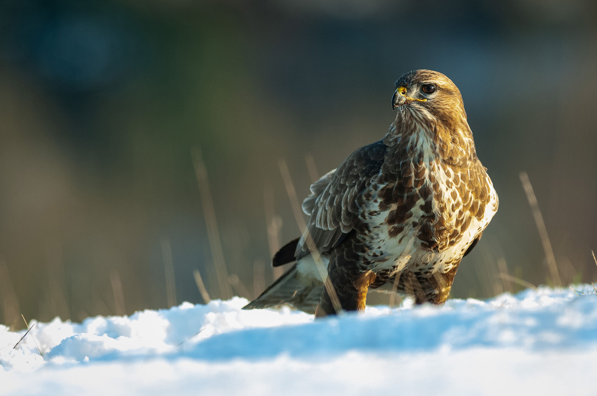 Buzzard snow