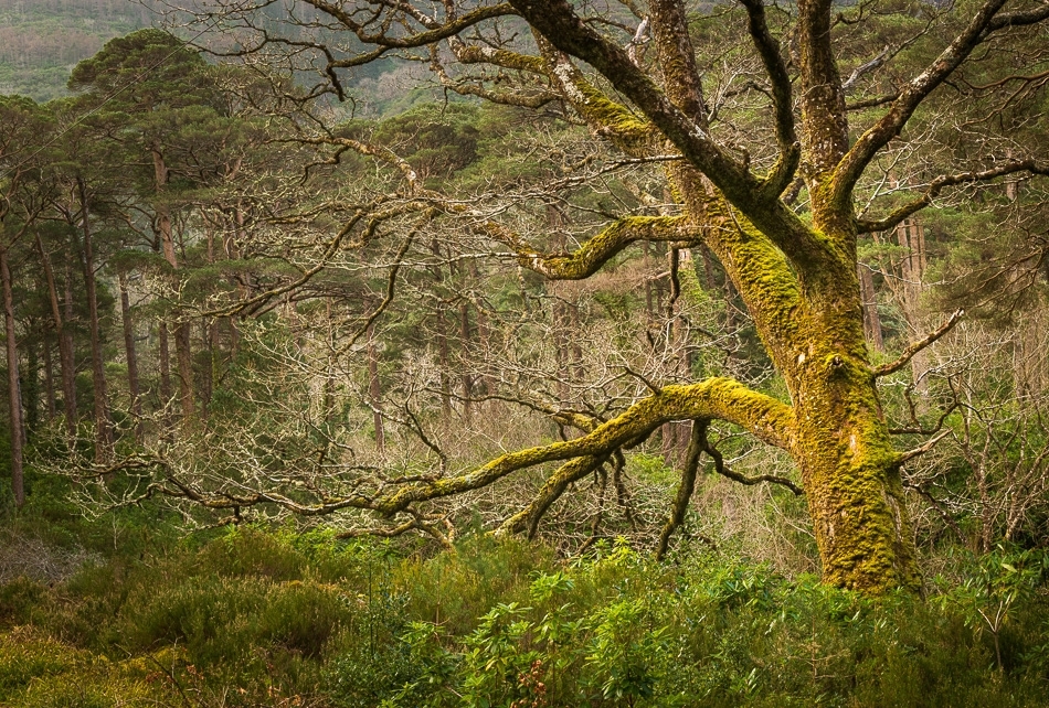 Ancient oak ​​​​​​​Killarney National Park