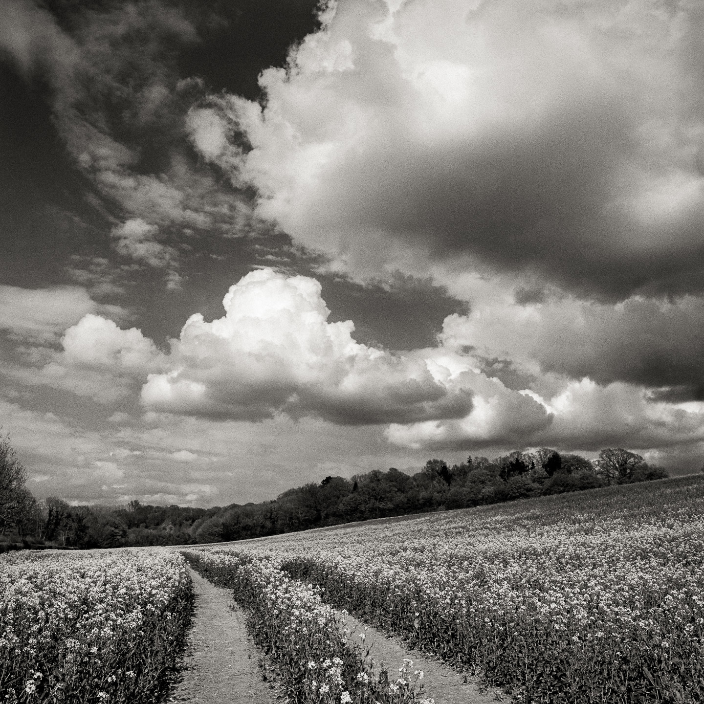 cloudscape rapeseed