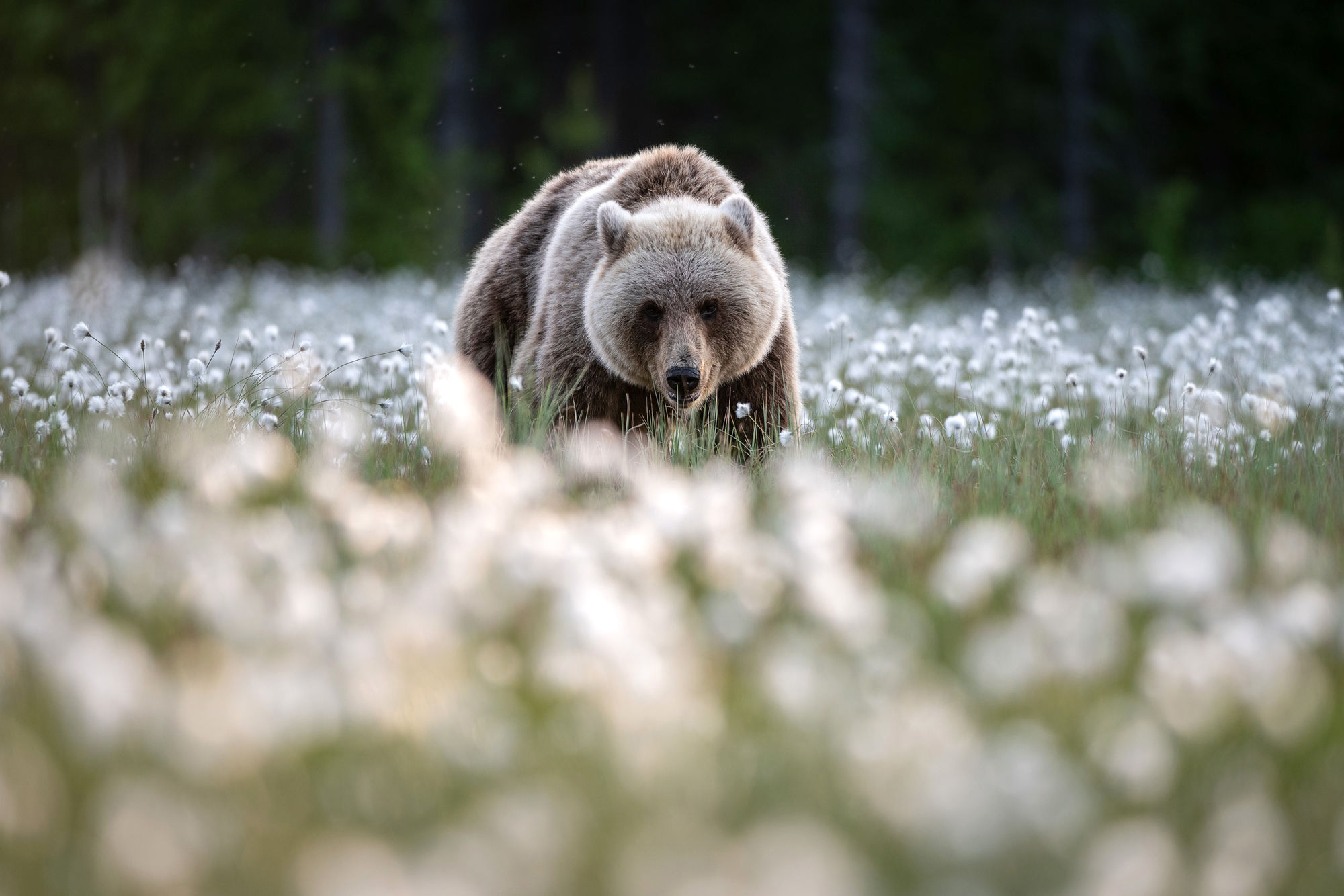 Bear cotton at camera