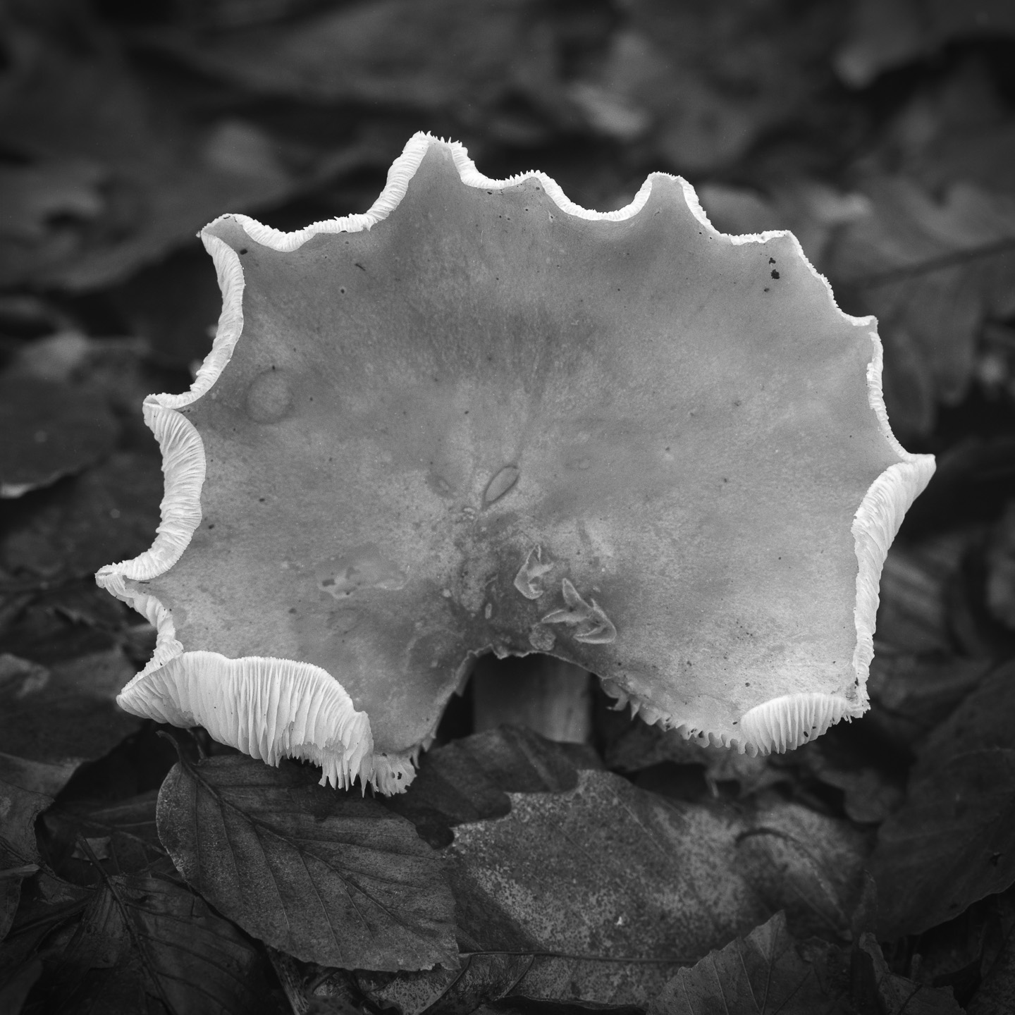 Funnel fungi