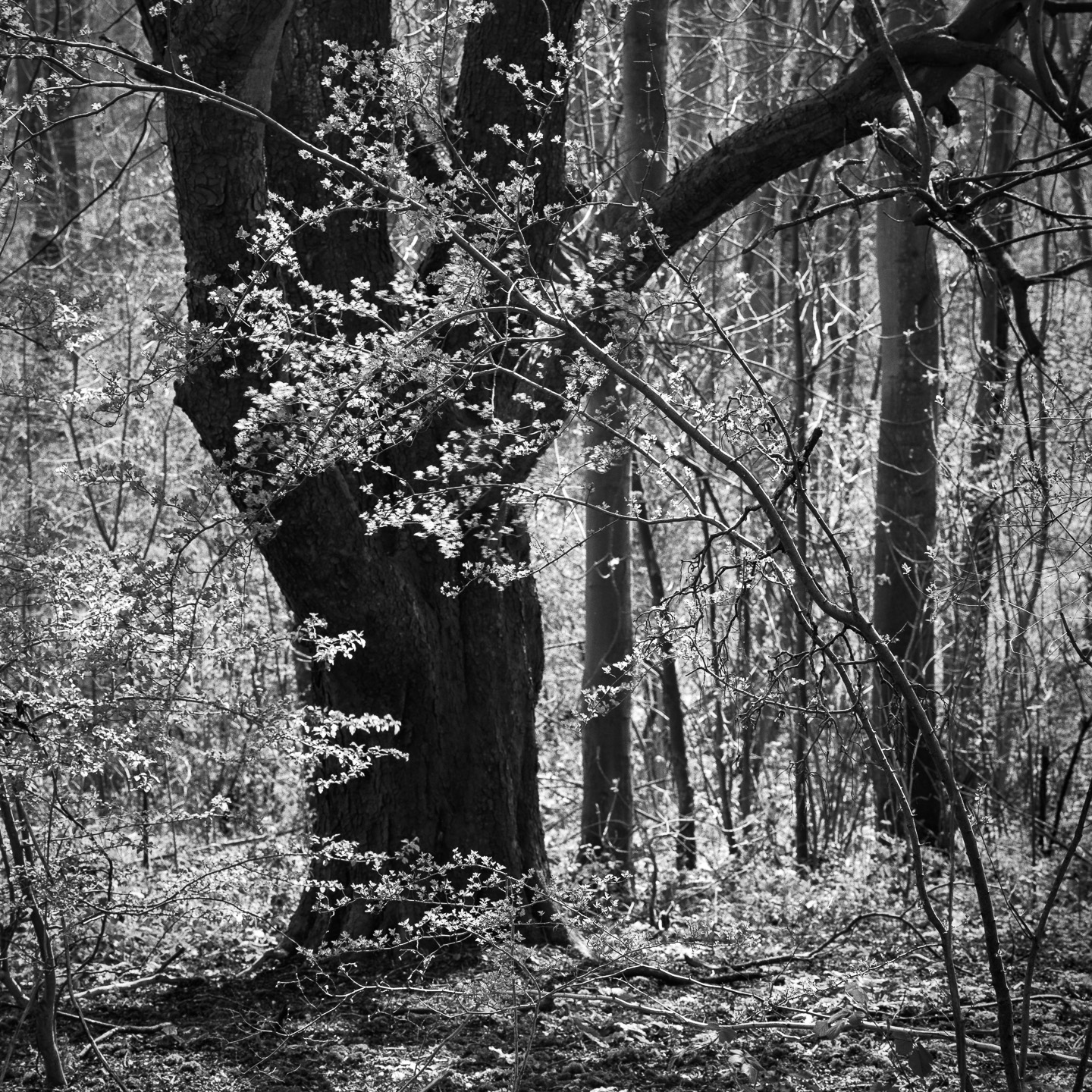 Spring backlit beech