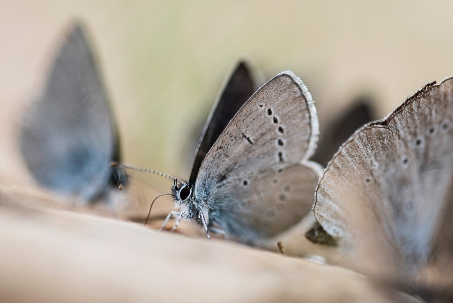 Mazarine Blue (Cyaniris semiargus) butterfly, Umbria